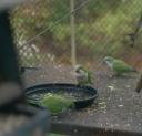 Green parakeets having a ball
