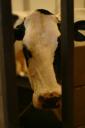 I says moo-s