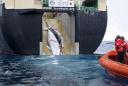 Minke whales caught by Japanese â€˜research shipâ€™