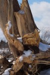 A Tree stump
