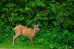 A deer in a yard