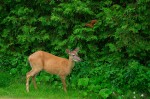 A deer in a yard