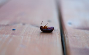 This one is dead
