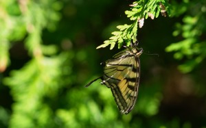 A Butterfly