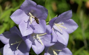 A flower